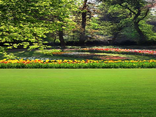 景观绿化 景观绿化